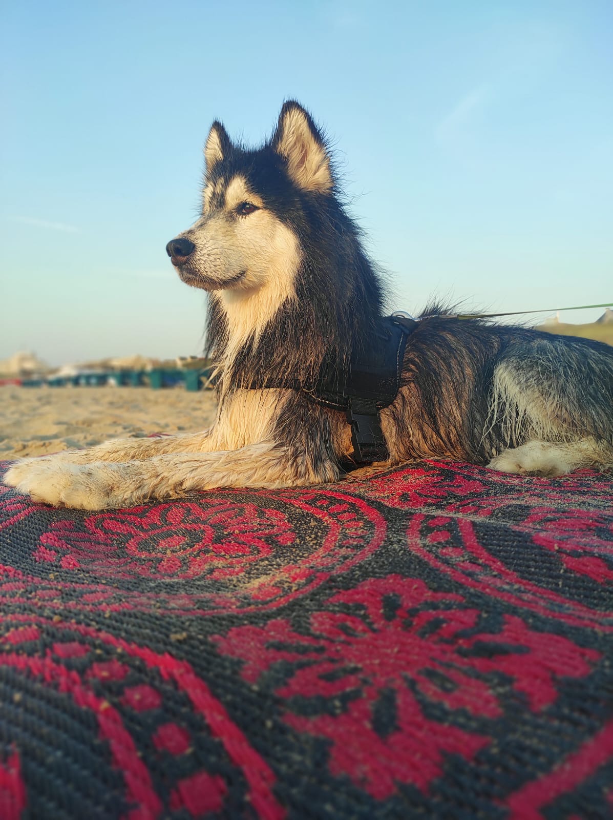 8f60f80b A690 4864 95b5 6ad34b2f14d5 SlIzjO