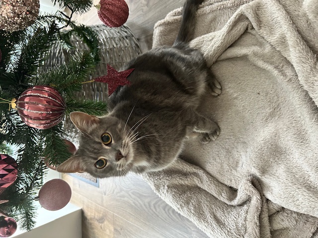 Mickey 1 Dag Na Operatie 05ydOm