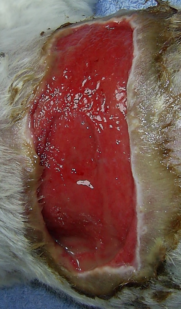 SAMSUNG DIGITAL CAMERA 