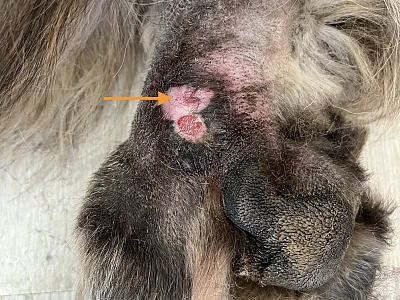 Foto wond MtPh II overgang RA Muk Verbakel 30 07 2025